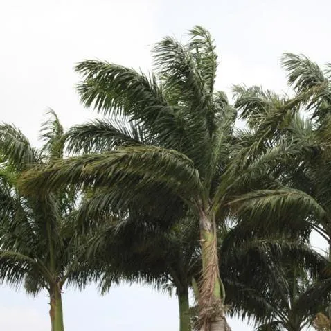Beautiful South American Royal Palm (Roystonea Oleracea) - Add Elegance to Your Landscape Today!