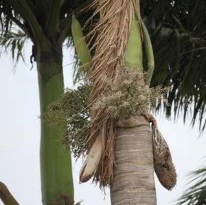 Beautiful South American Royal Palm (Roystonea Oleracea) - Add Elegance to Your Landscape Today!