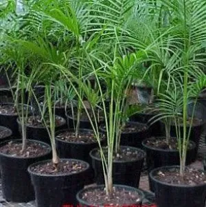 Beautiful Syagrus Weddelliana (Baby Cocos Palm) Trees for Sale