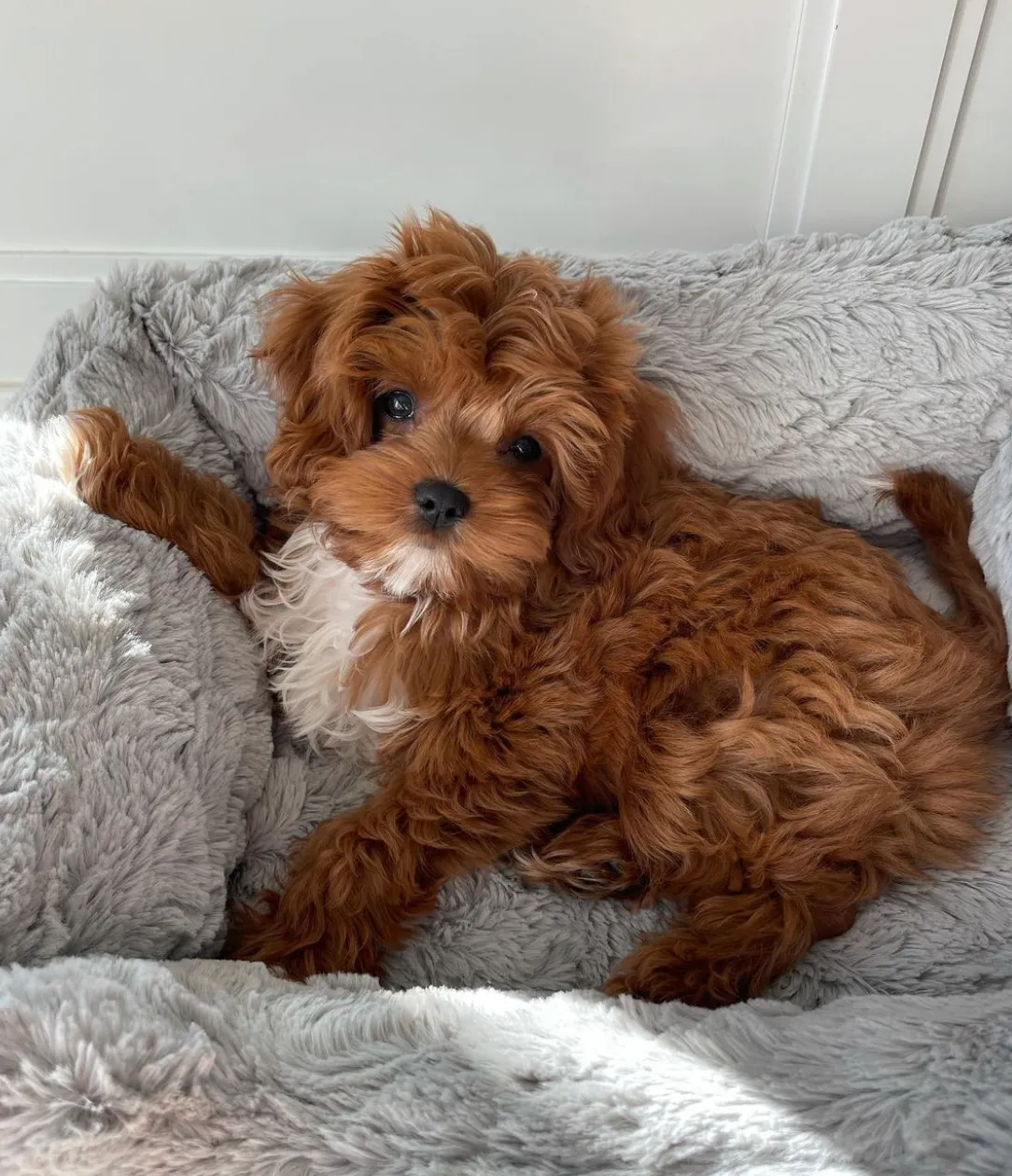 Bella Blanket