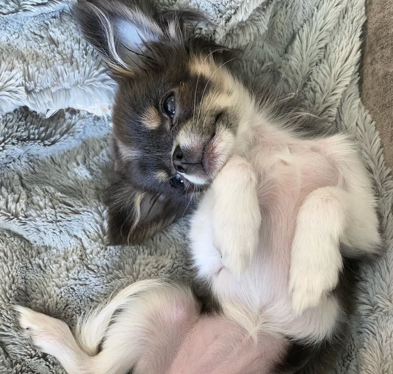 Bella Blanket