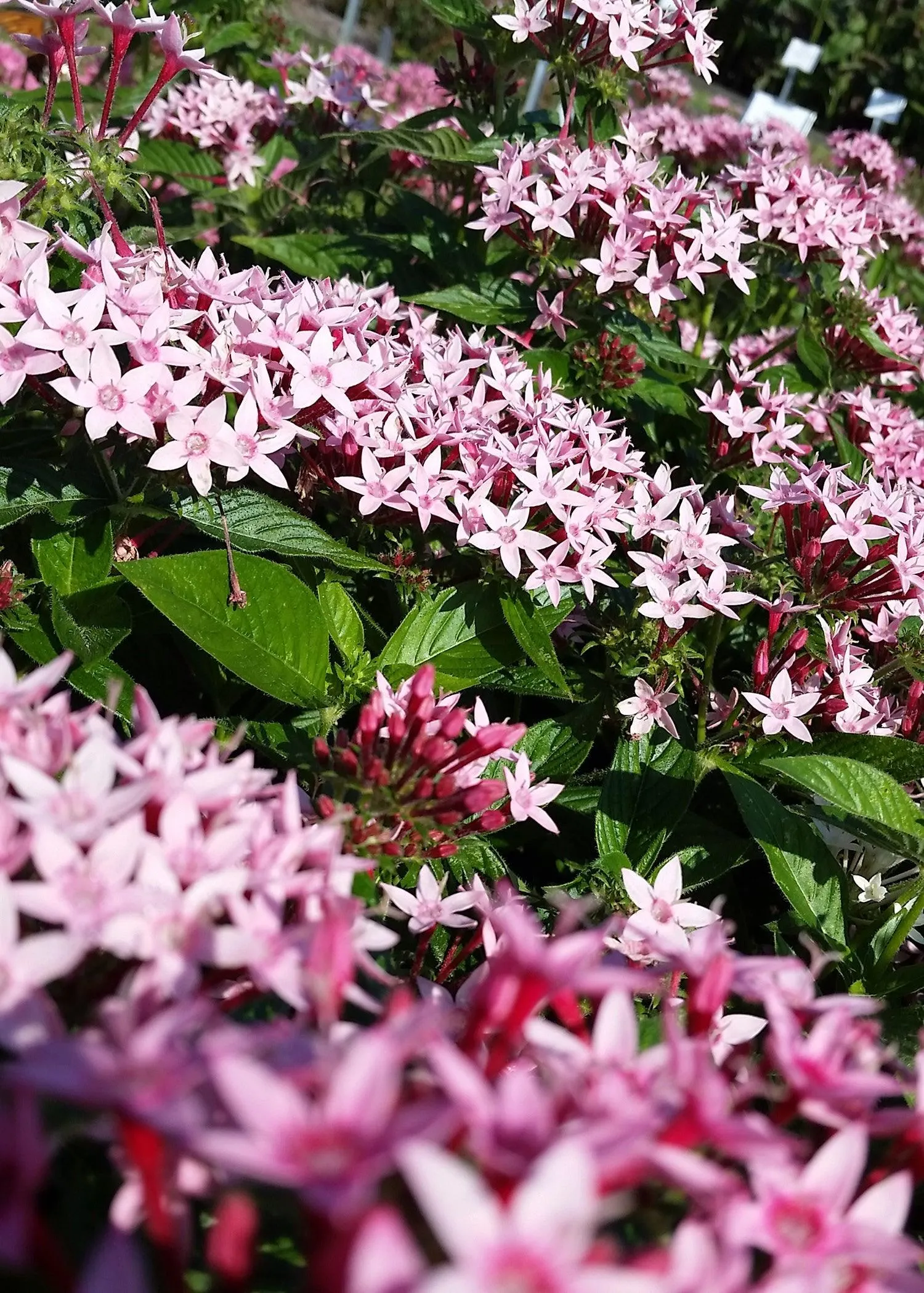 Brighten Up Your Garden with Stunning Pink Pentas Flowers