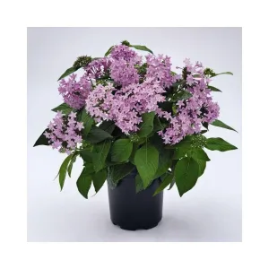 Brighten Up Your Garden with Stunning Pink Pentas Flowers