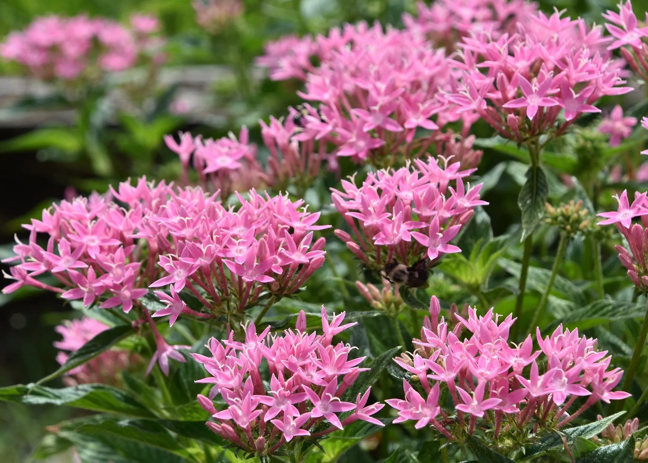 Brighten Up Your Garden with Stunning Pink Pentas Flowers