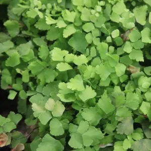 Bring Elegance and Grace to Your Space with Adiantum Tenerum Hanging Pride Plant