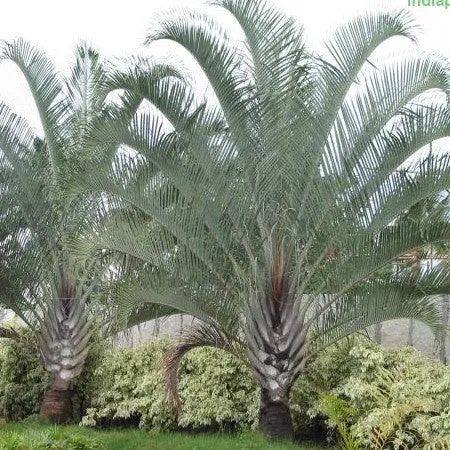 Buy Beautiful Neodypsis Decaryii Triangle Palm Tree - Add a Unique Touch to Your Landscape