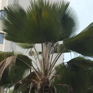 Buy Pritchardia Pacifica, Fiji Fan Palm Tree for Sale - Enhance Your Garden with a Unique and Exotic Touch!