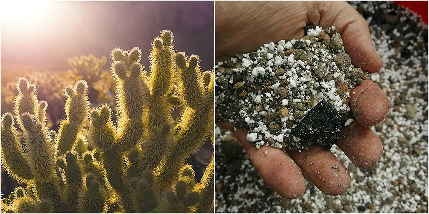 Cactex™ Soil Conditioner - Cacti & Succulents Potting Additive