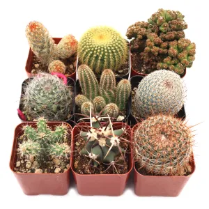 'Cacti' Pack