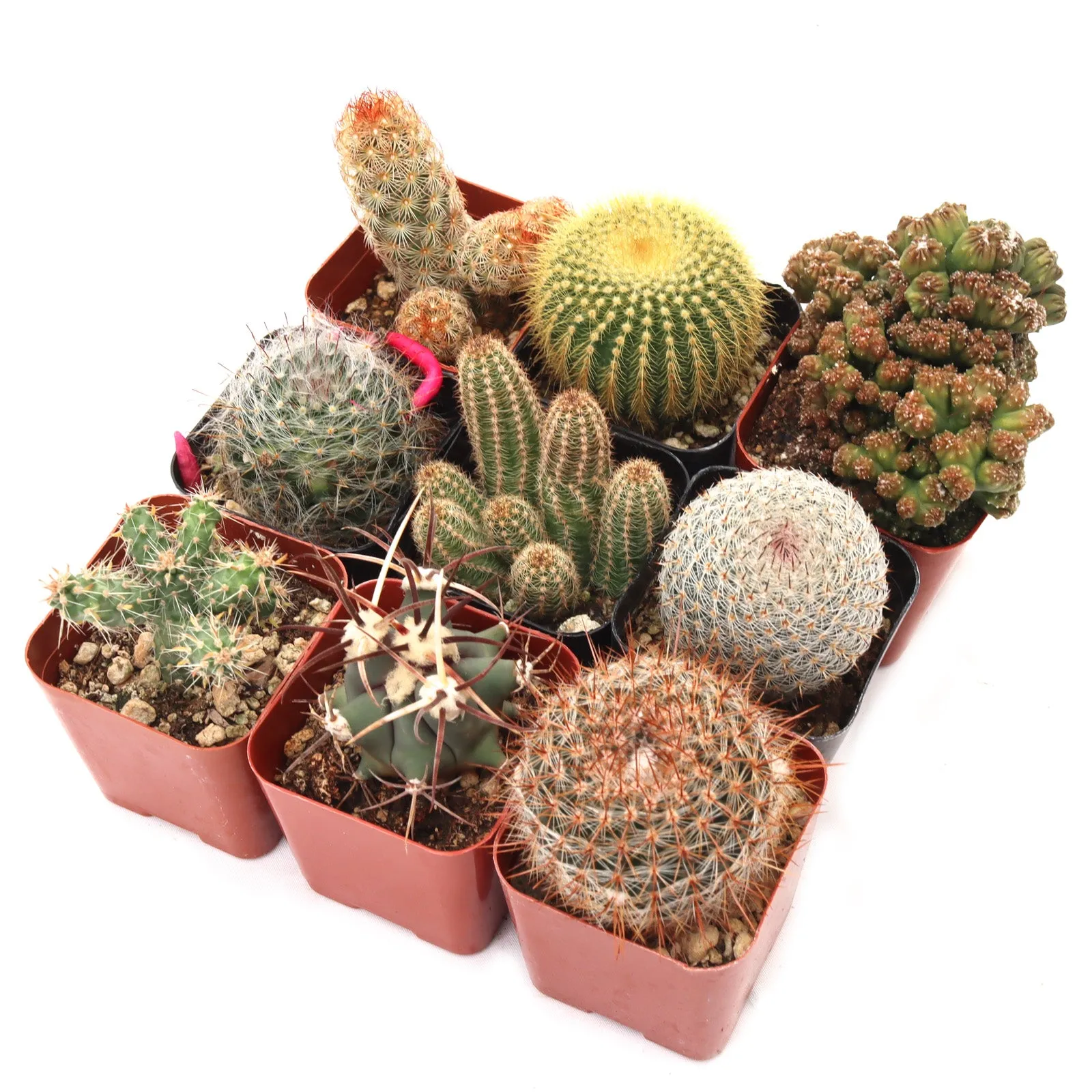 'Cacti' Pack