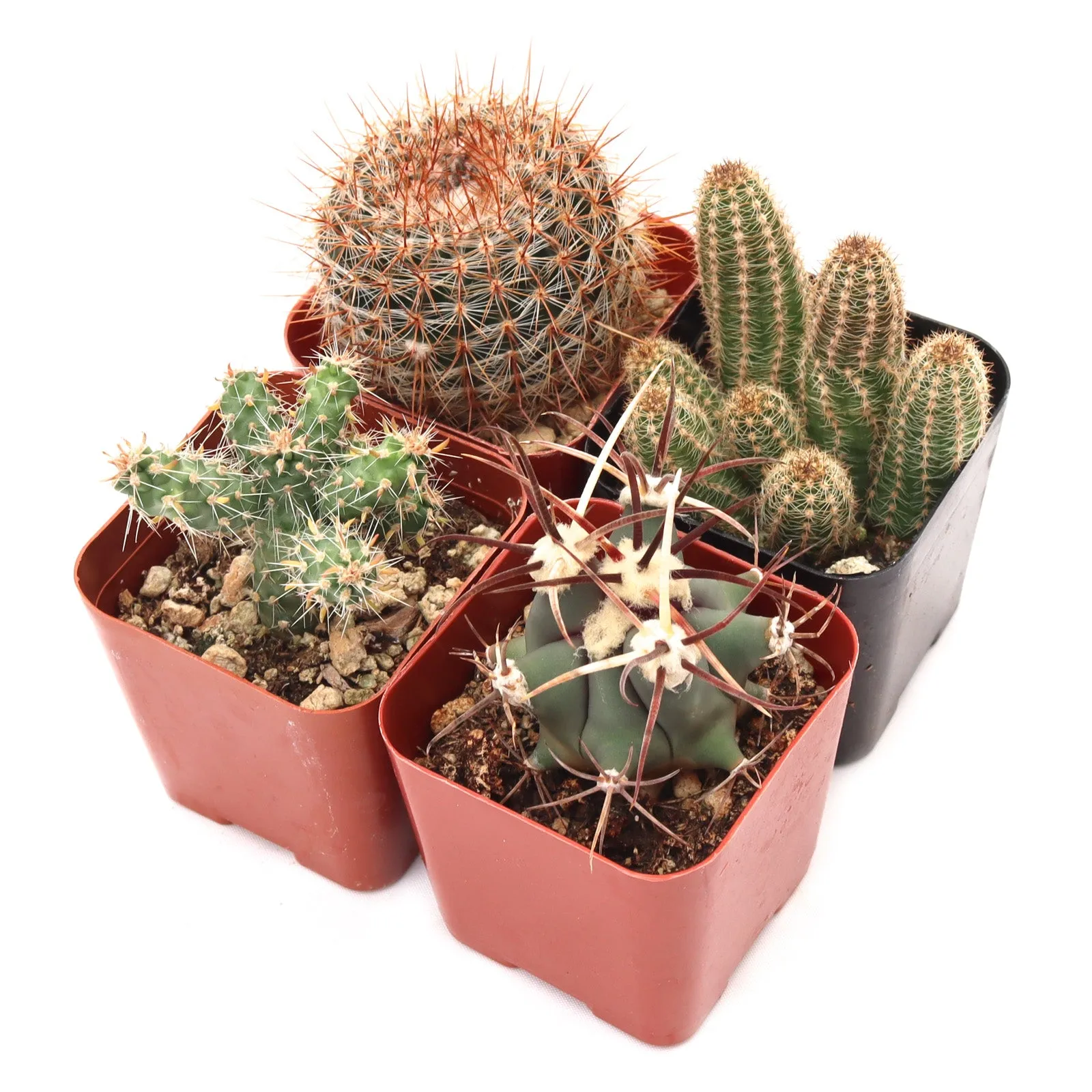 'Cacti' Pack