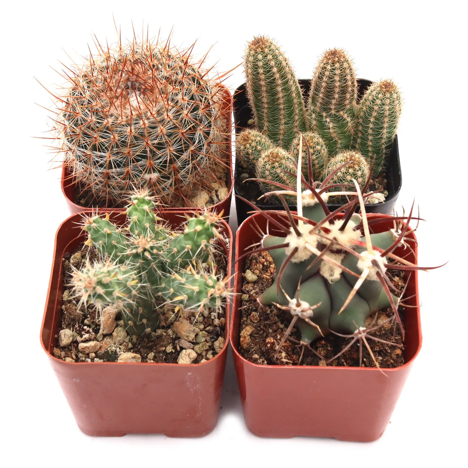 'Cacti' Pack