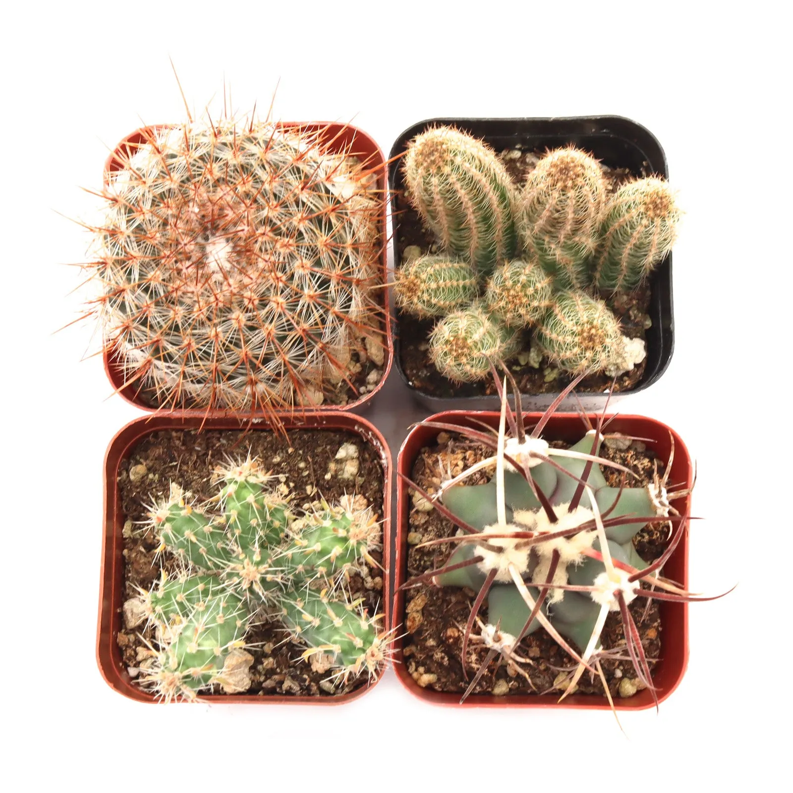 'Cacti' Pack