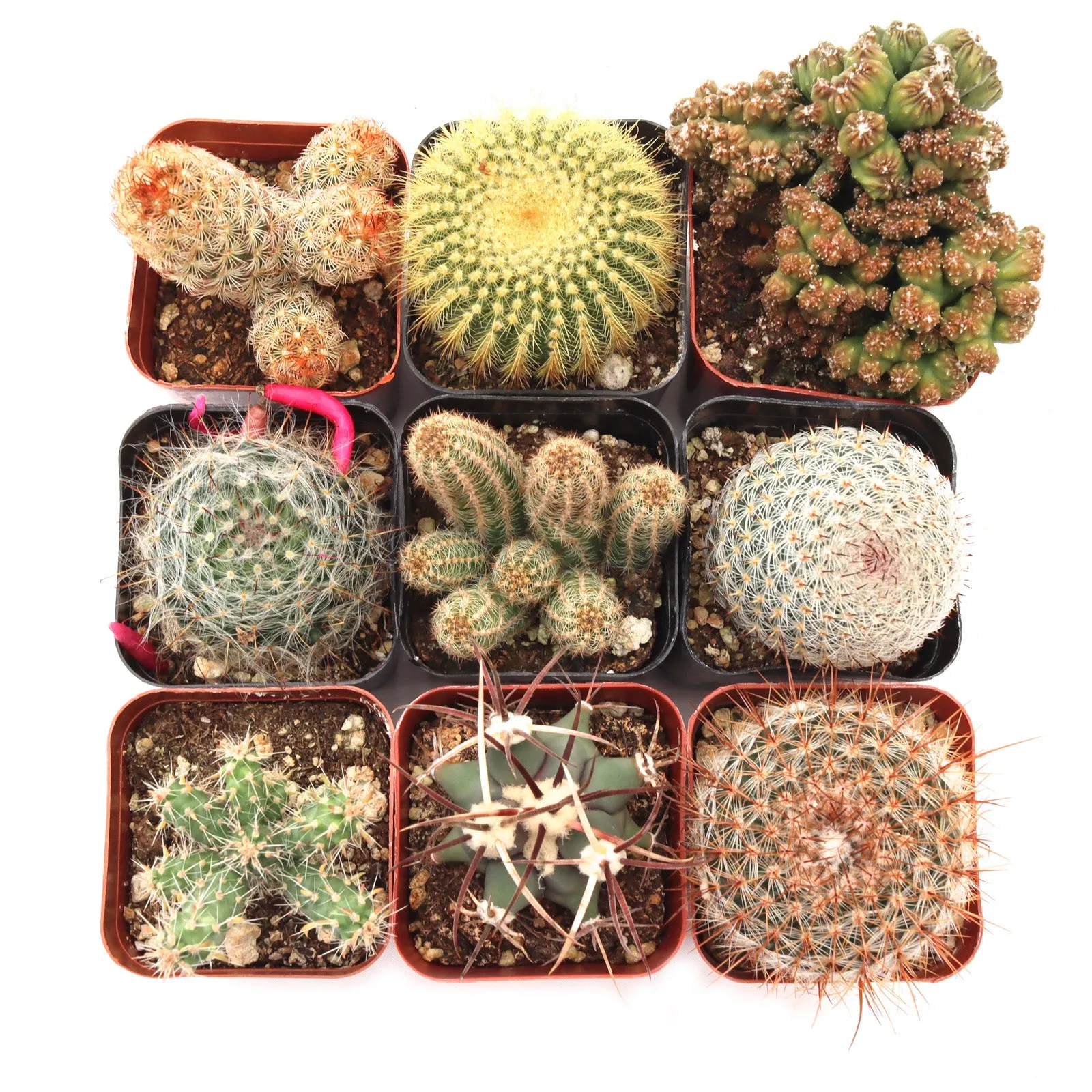 'Cacti' Pack