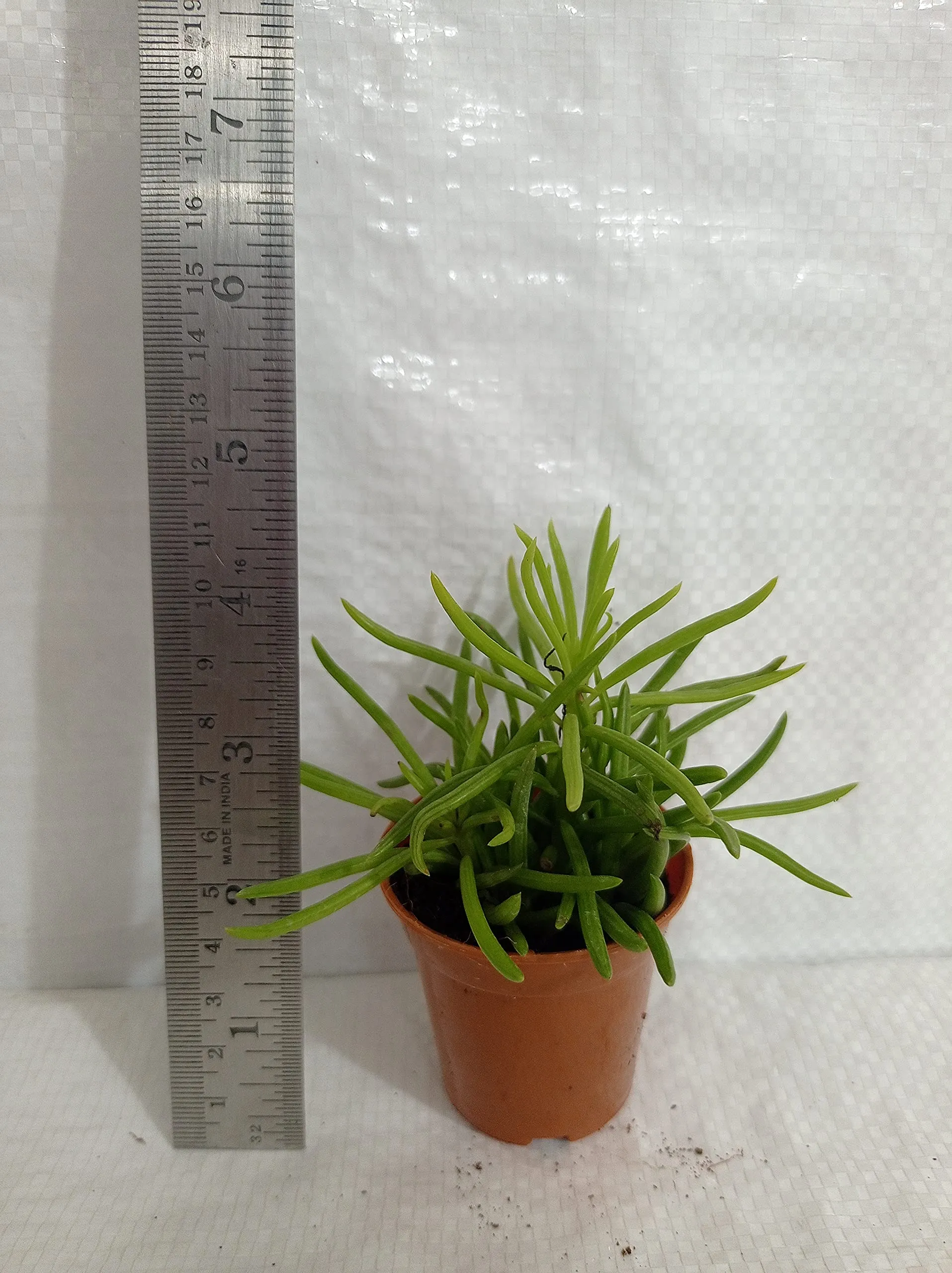 CAPPL Soft Succulent Tray - 25 Different Varieties Assorted plant (Any 25 Succulents Depend on availabilty)