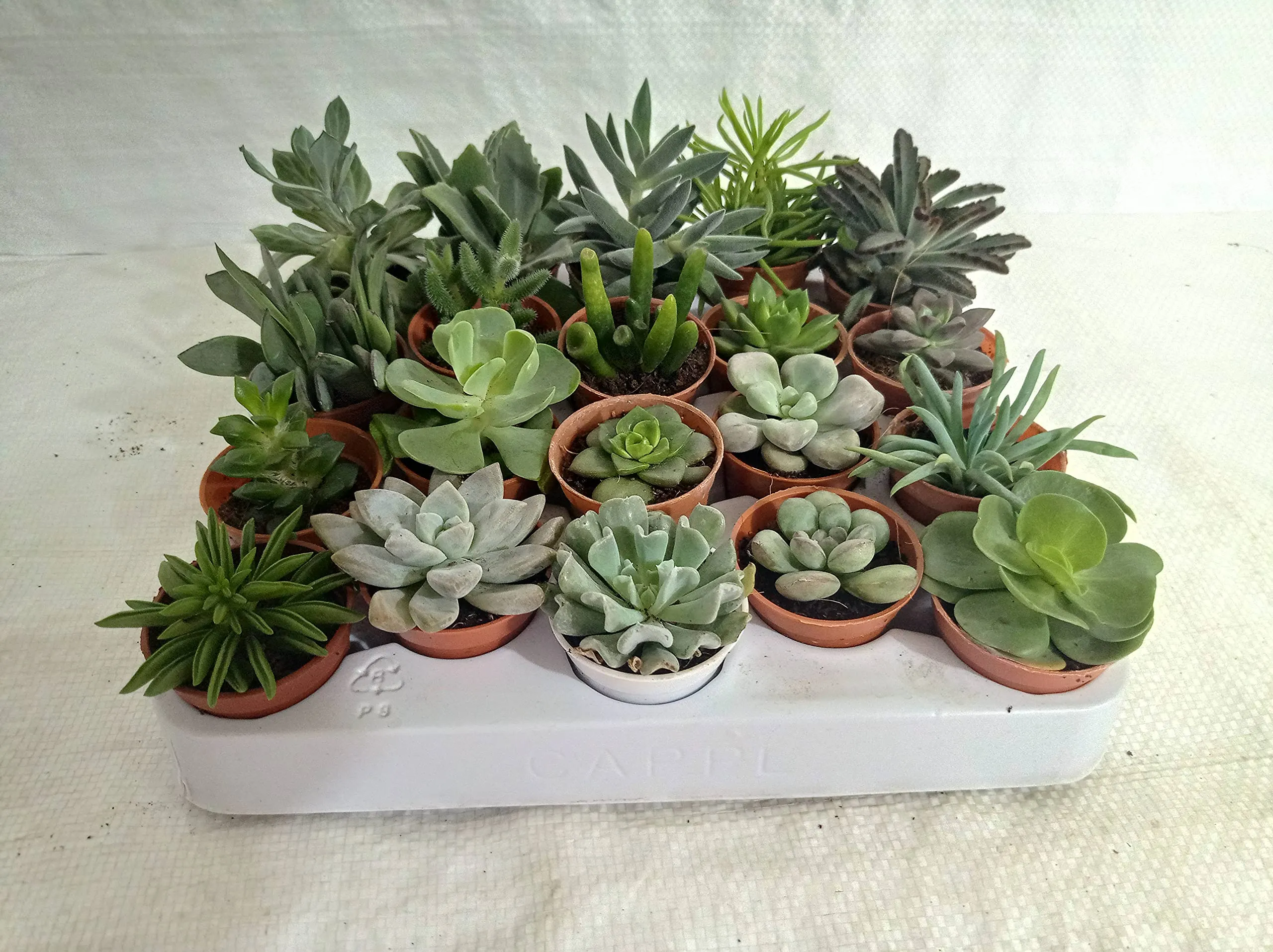 CAPPL Soft Succulent Tray - 25 Different Varieties Assorted plant (Any 25 Succulents Depend on availabilty)