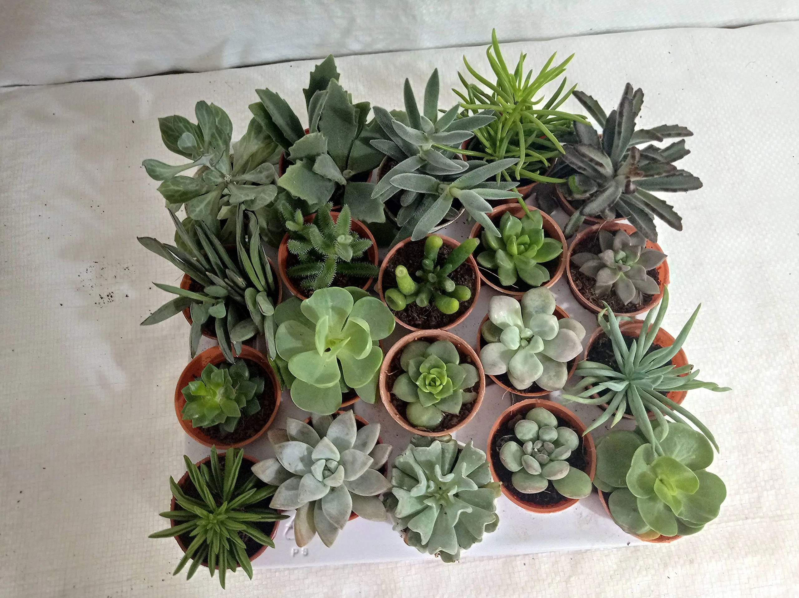 CAPPL Soft Succulent Tray - 25 Different Varieties Assorted plant (Any 25 Succulents Depend on availabilty)