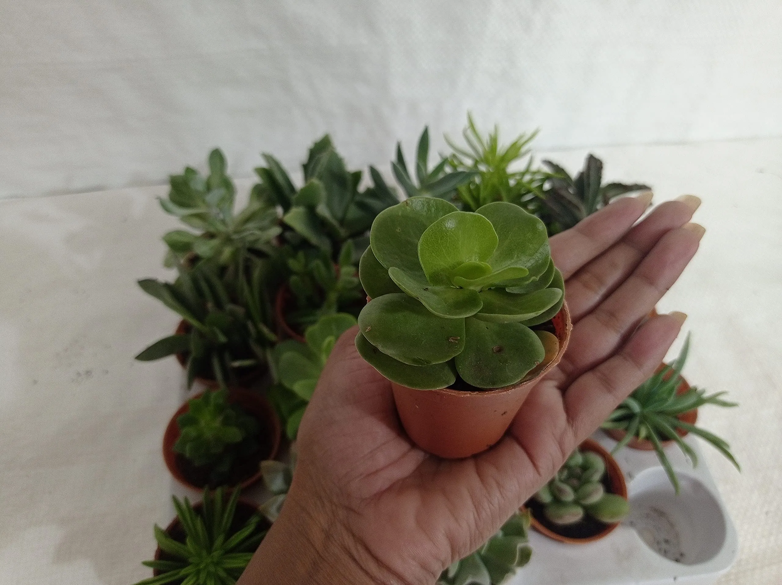 CAPPL Soft Succulent Tray - 25 Different Varieties Assorted plant (Any 25 Succulents Depend on availabilty)