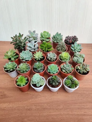 CAPPL Soft Succulent Tray - 25 Different Varieties Assorted plant (Any 25 Succulents Depend on availabilty)