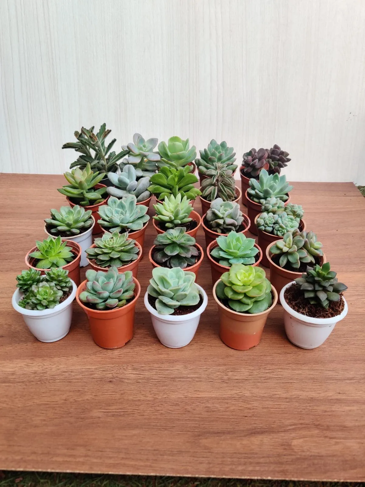 CAPPL Soft Succulent Tray - 25 Different Varieties Assorted plant (Any 25 Succulents Depend on availabilty)