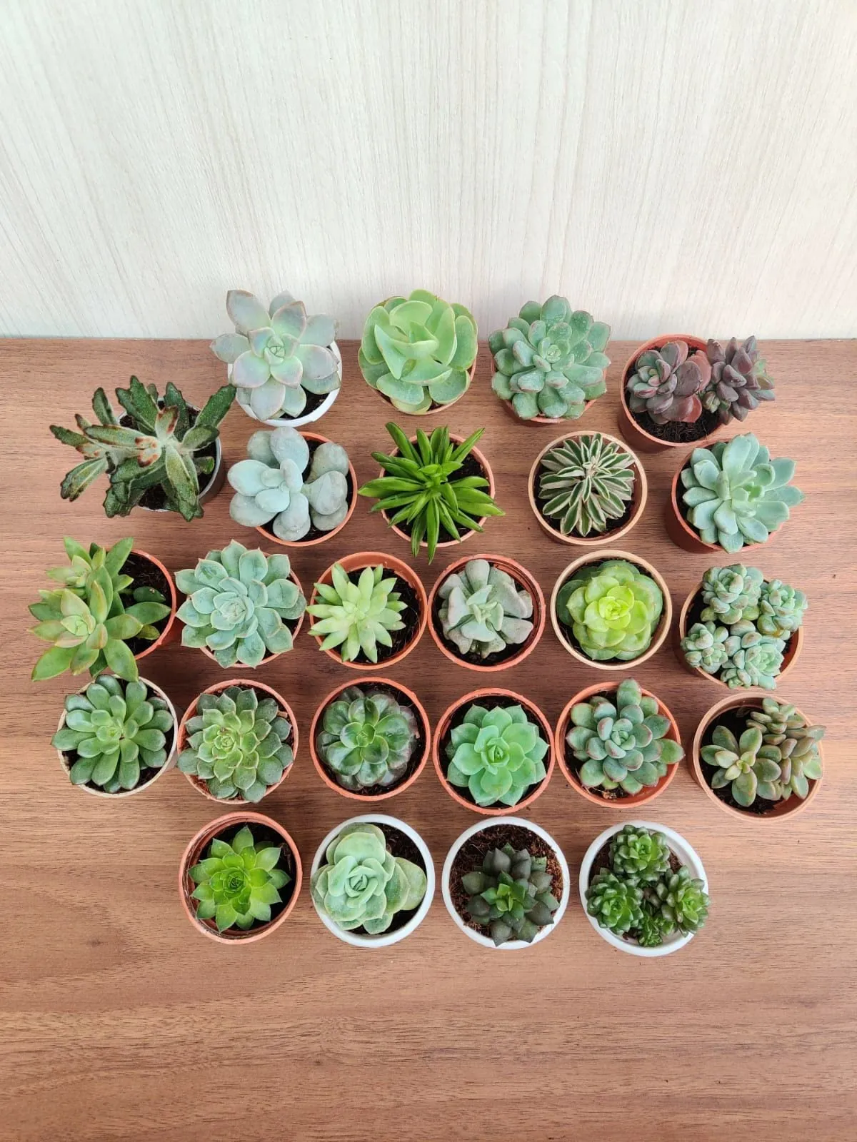CAPPL Soft Succulent Tray - 25 Different Varieties Assorted plant (Any 25 Succulents Depend on availabilty)