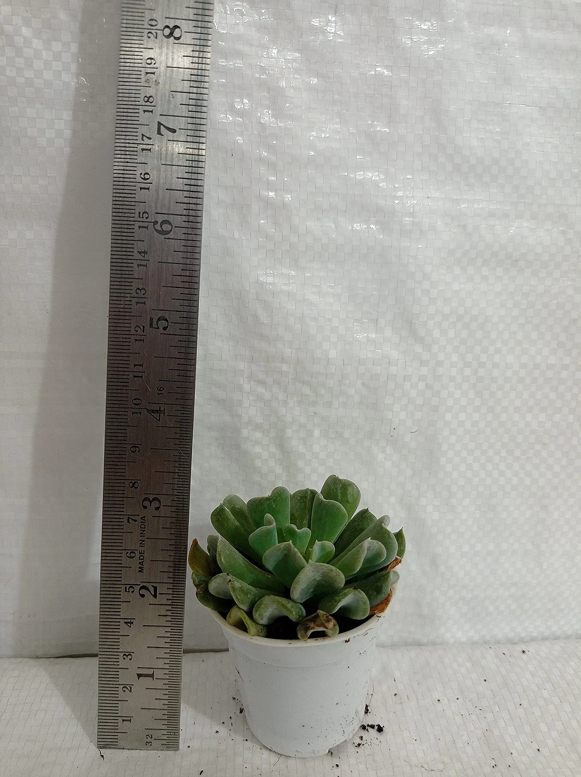 CAPPL Soft Succulent Tray - 25 Different Varieties Assorted plant (Any 25 Succulents Depend on availabilty)