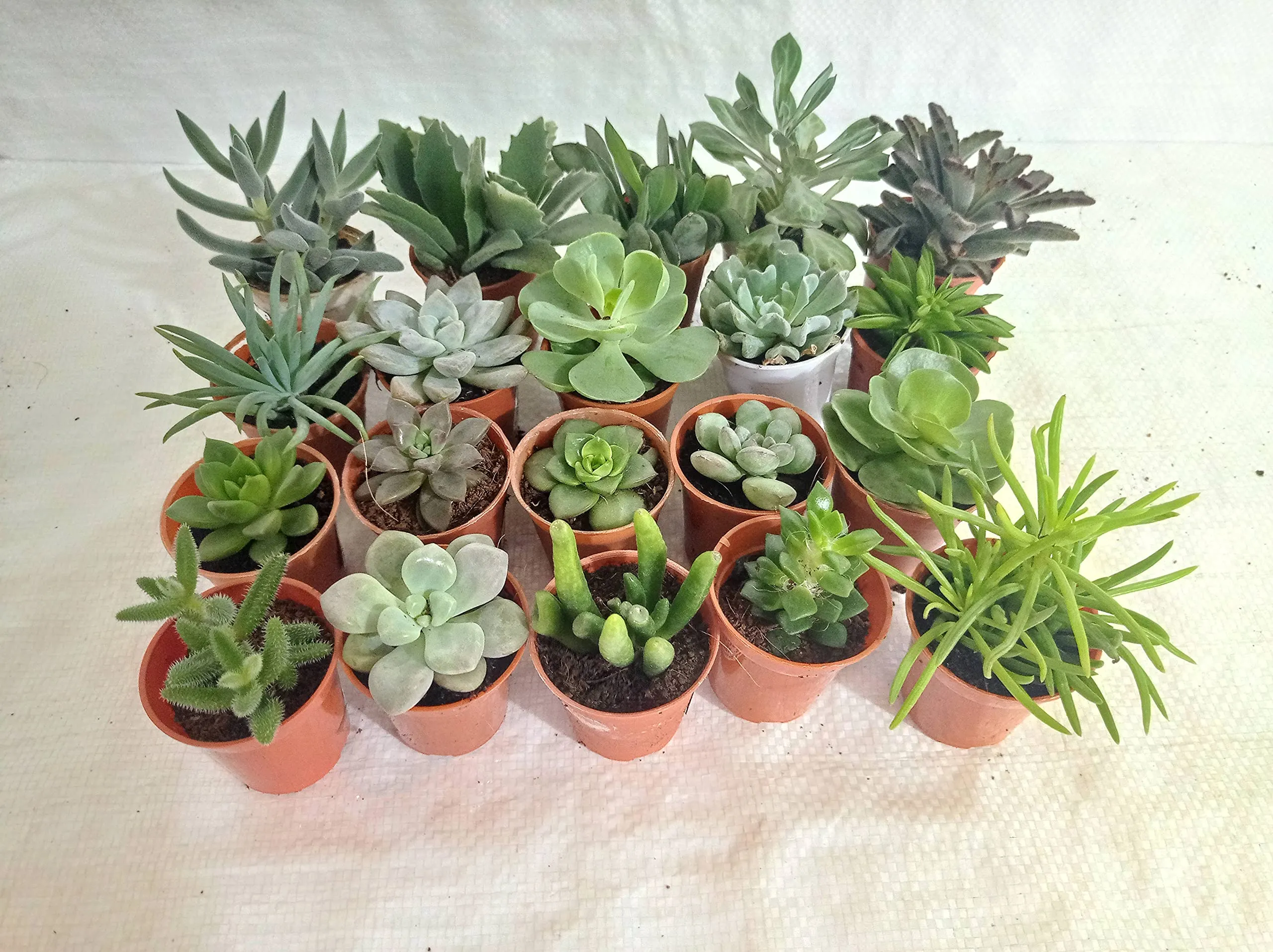 CAPPL Soft Succulent Tray - 25 Different Varieties Assorted plant (Any 25 Succulents Depend on availabilty)