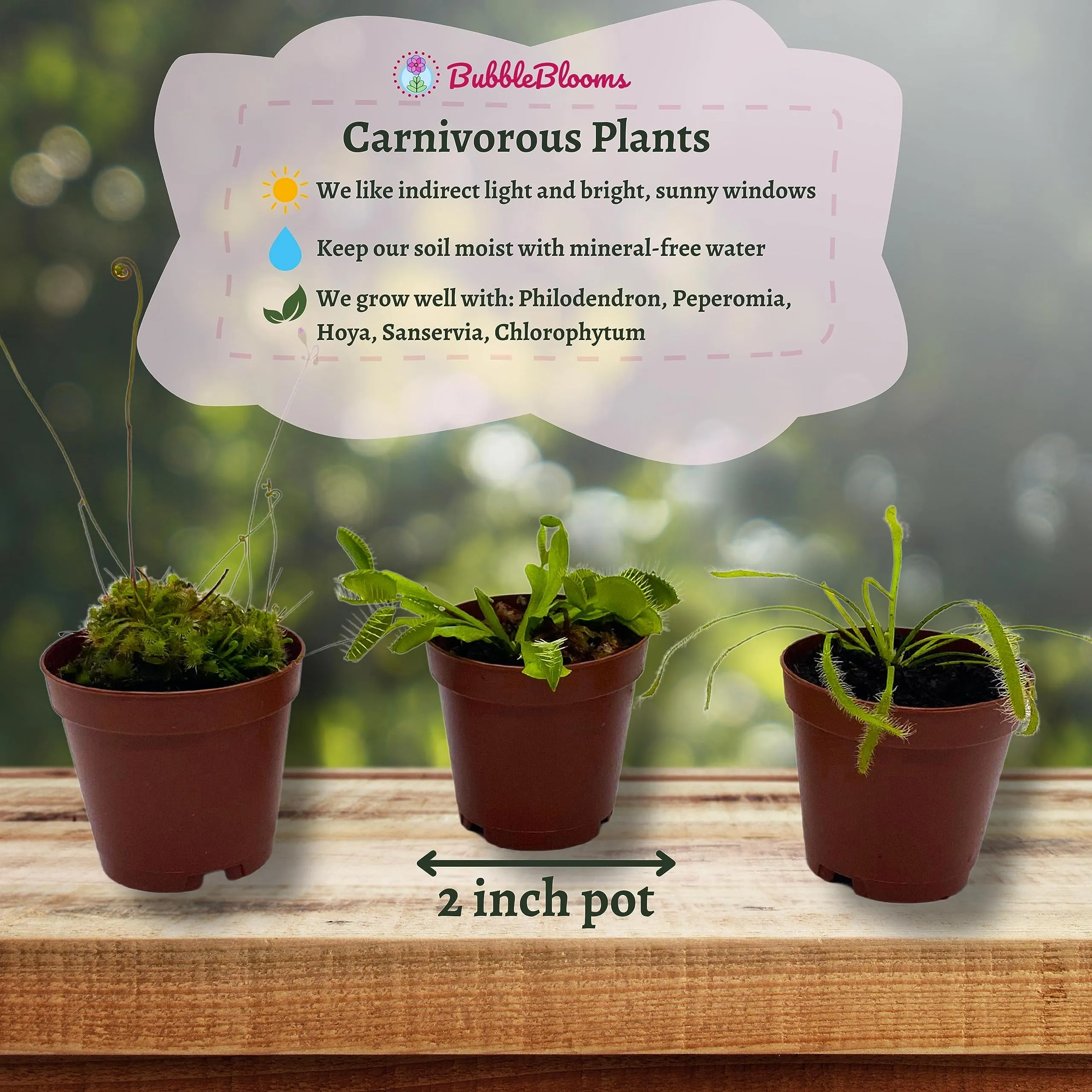 Carnivorous Plant Assortment Set, 5 Live Different Potted Plants in 2 inch Pots