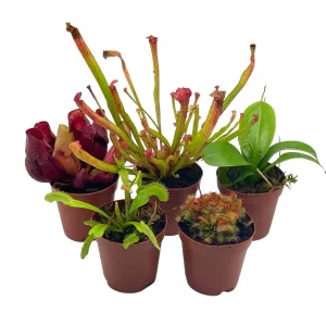 Carnivorous Plant Assortment Set, 5 Live Different Potted Plants in 2 inch Pots