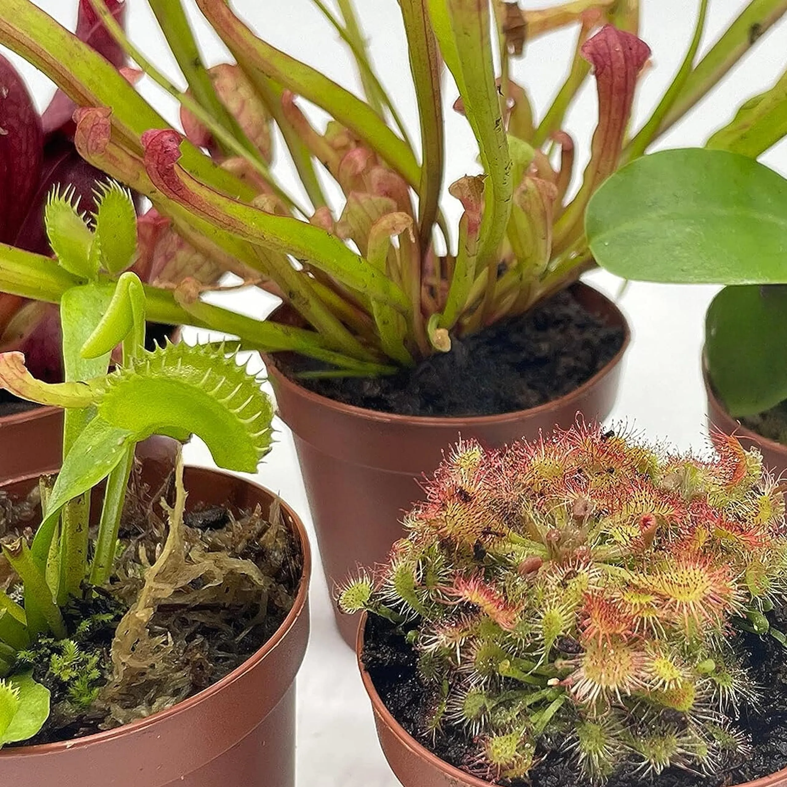 Carnivorous Plant Assortment Set, 5 Live Different Potted Plants in 2 inch Pots