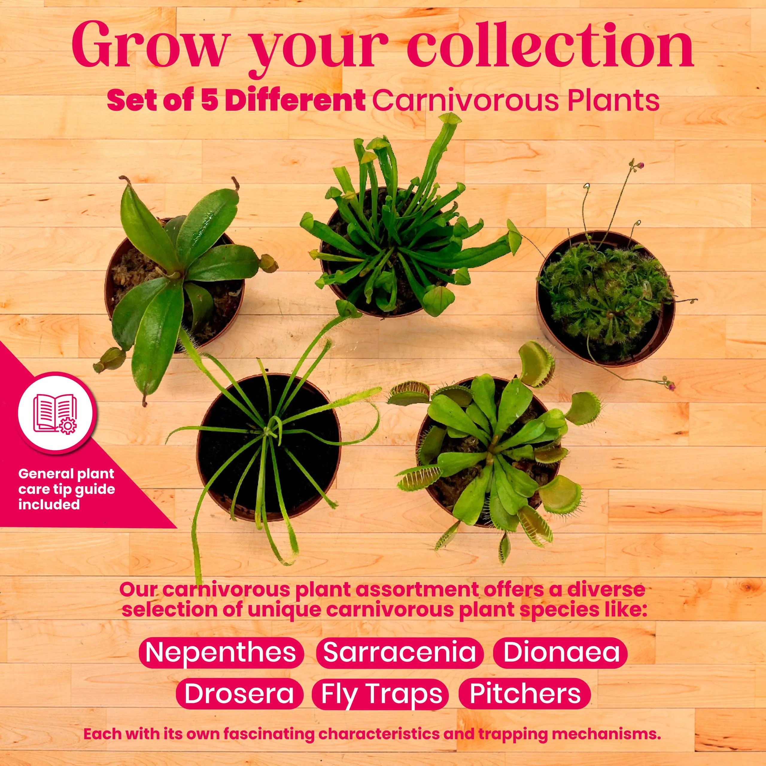 Carnivorous Plant Assortment Set, 5 Live Different Potted Plants in 2 inch Pots