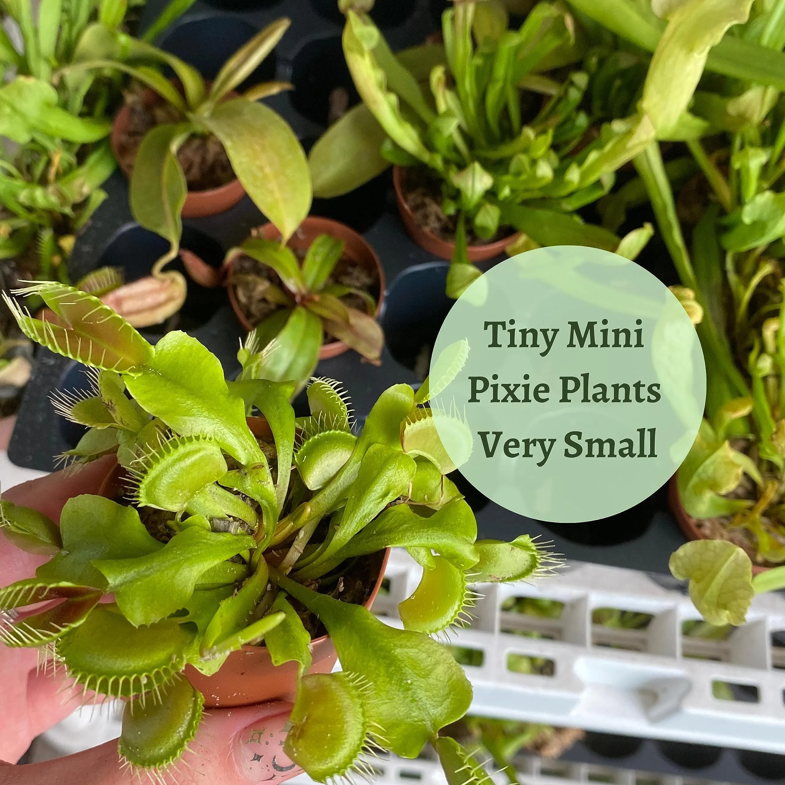 Carnivorous Plant Assortment Set, 5 Live Different Potted Plants in 2 inch Pots