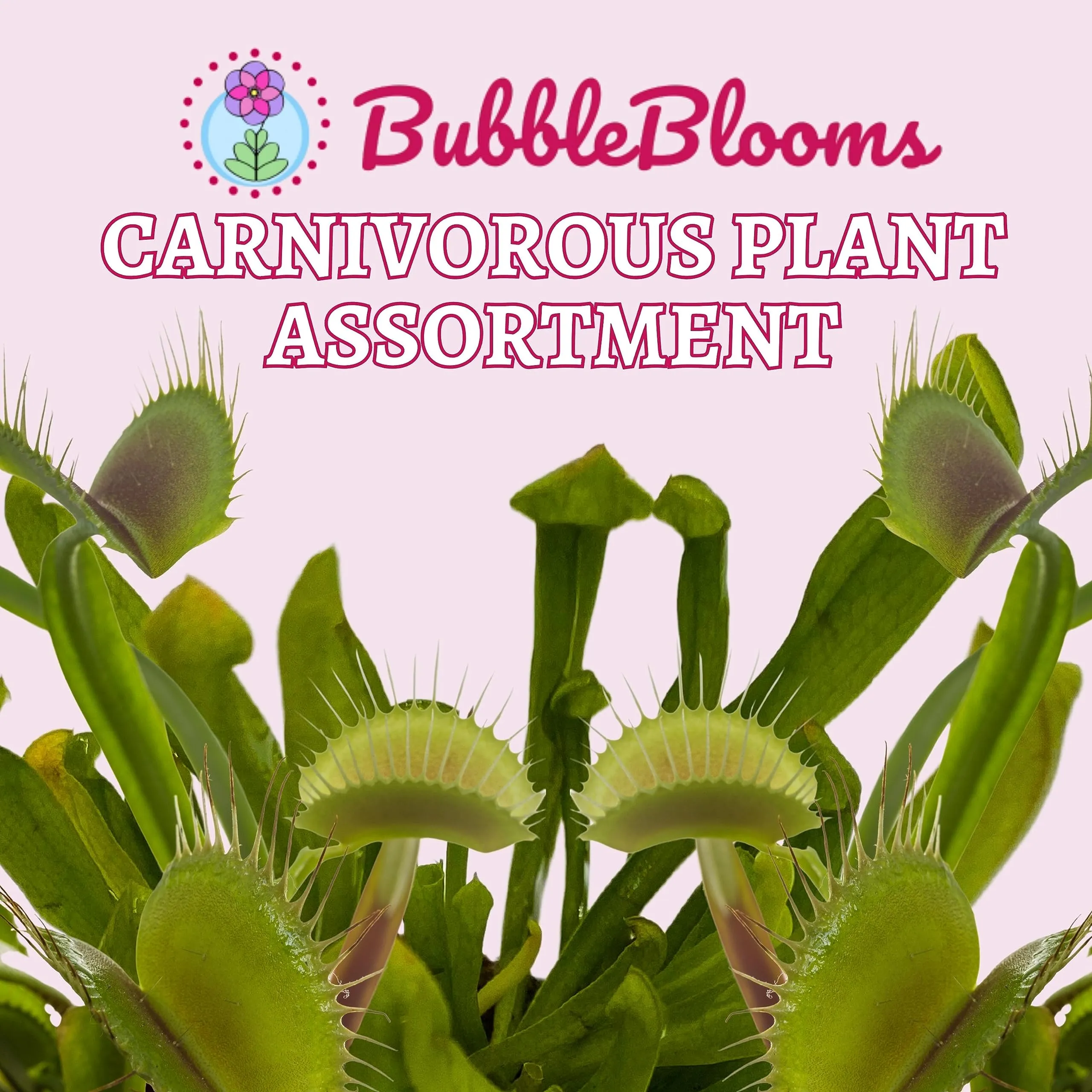 Carnivorous Plant Assortment Set, 5 Live Different Potted Plants in 2 inch Pots