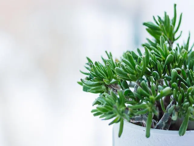 Crassula ovata Gollum - Big Babe