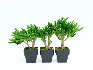 Crassula ovata Gollum - Big Babe