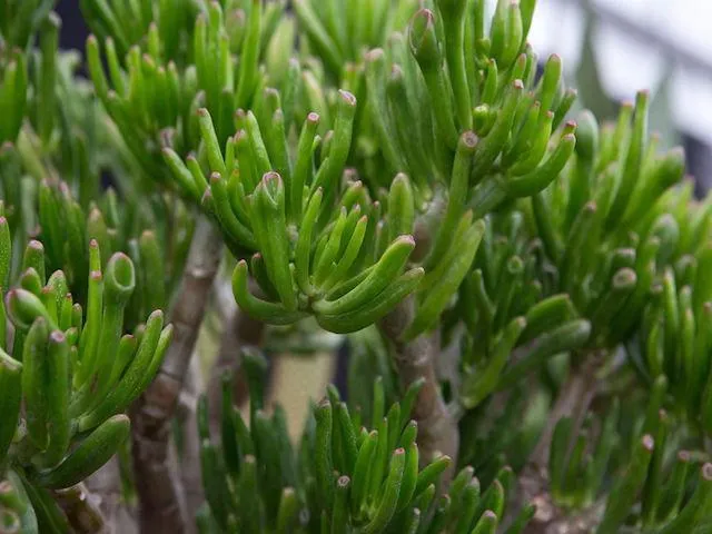 Crassula ovata Gollum - Big Babe