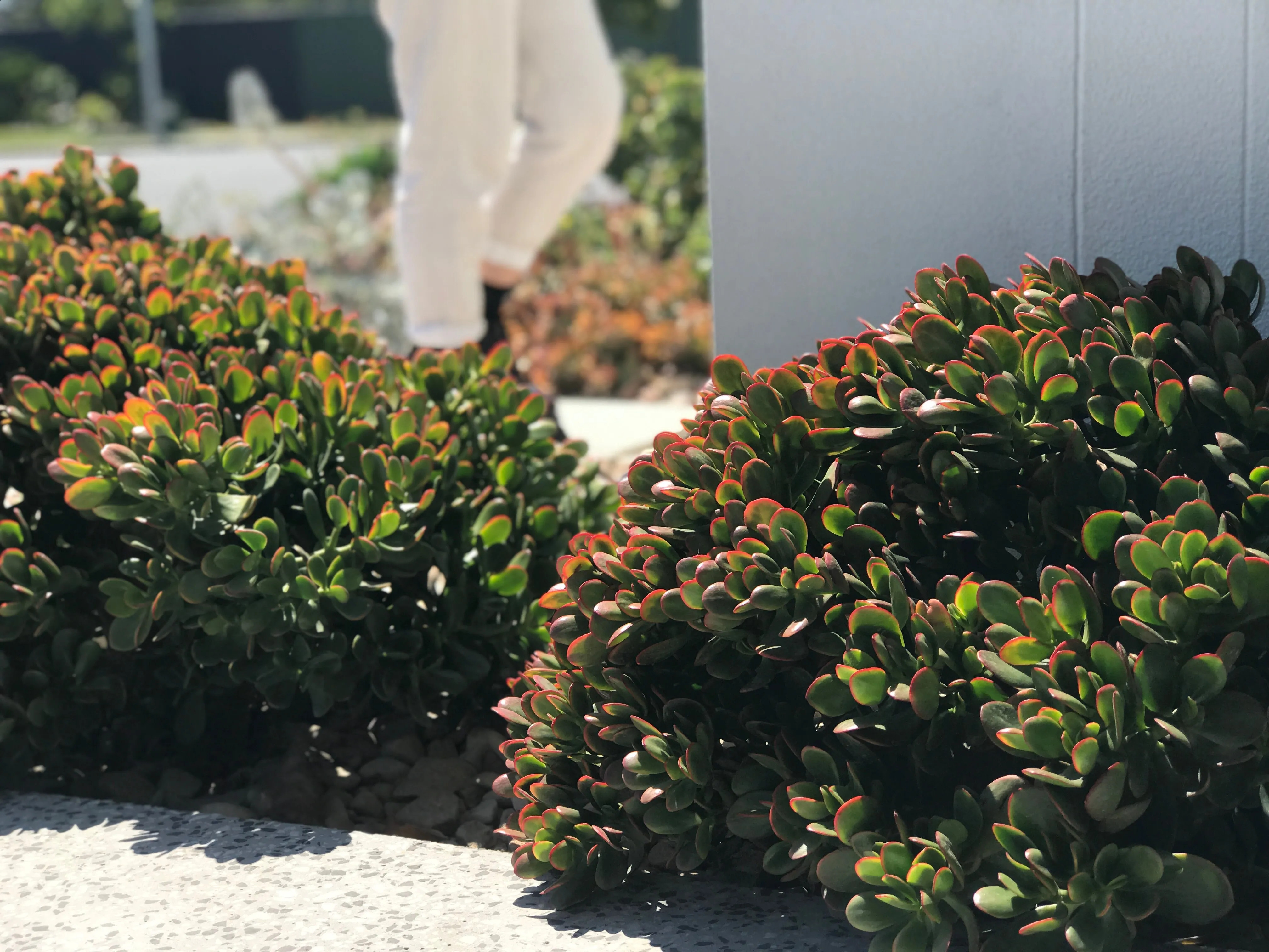 Crassula ovata Red Edge - 85mm