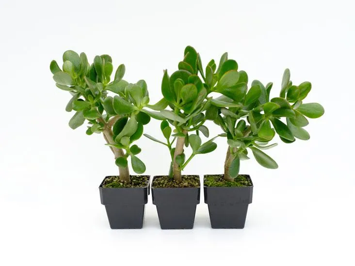 Crassula ovata Red Edge - 85mm
