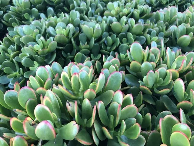 Crassula ovata Red Edge - 85mm