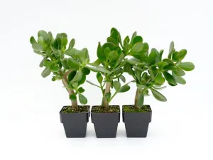 Crassula ovata Red Edge - 85mm