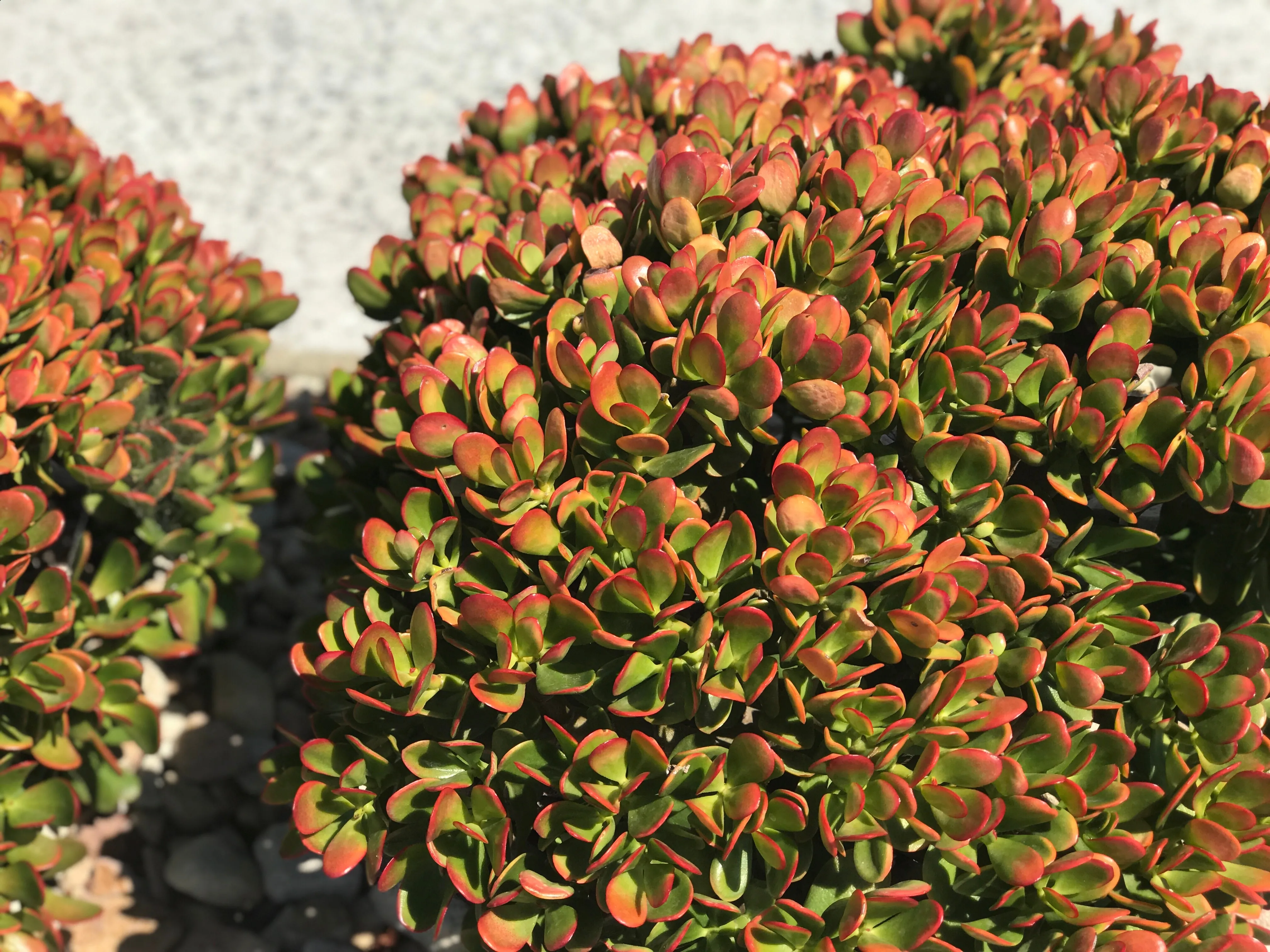 Crassula ovata Red Edge - 85mm