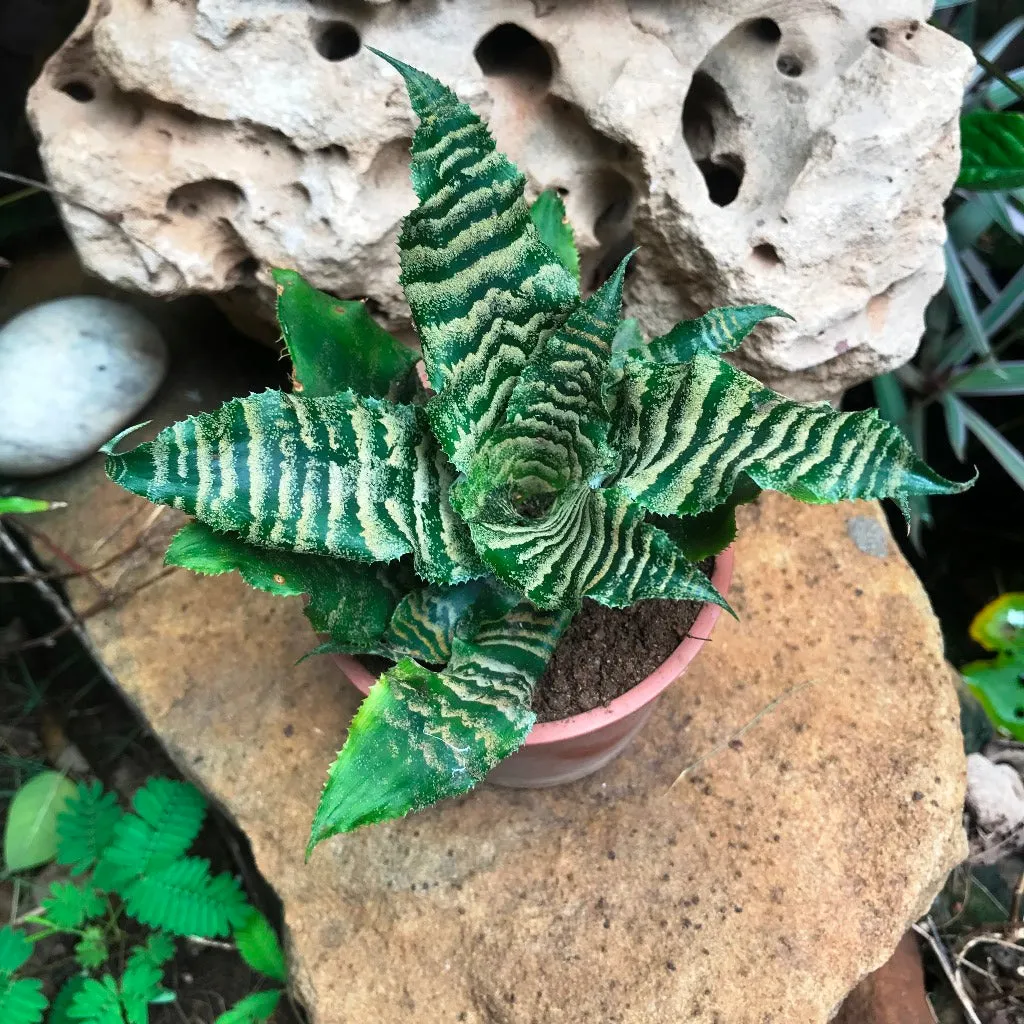 Cryptanthus Zonatus Viridis Plant