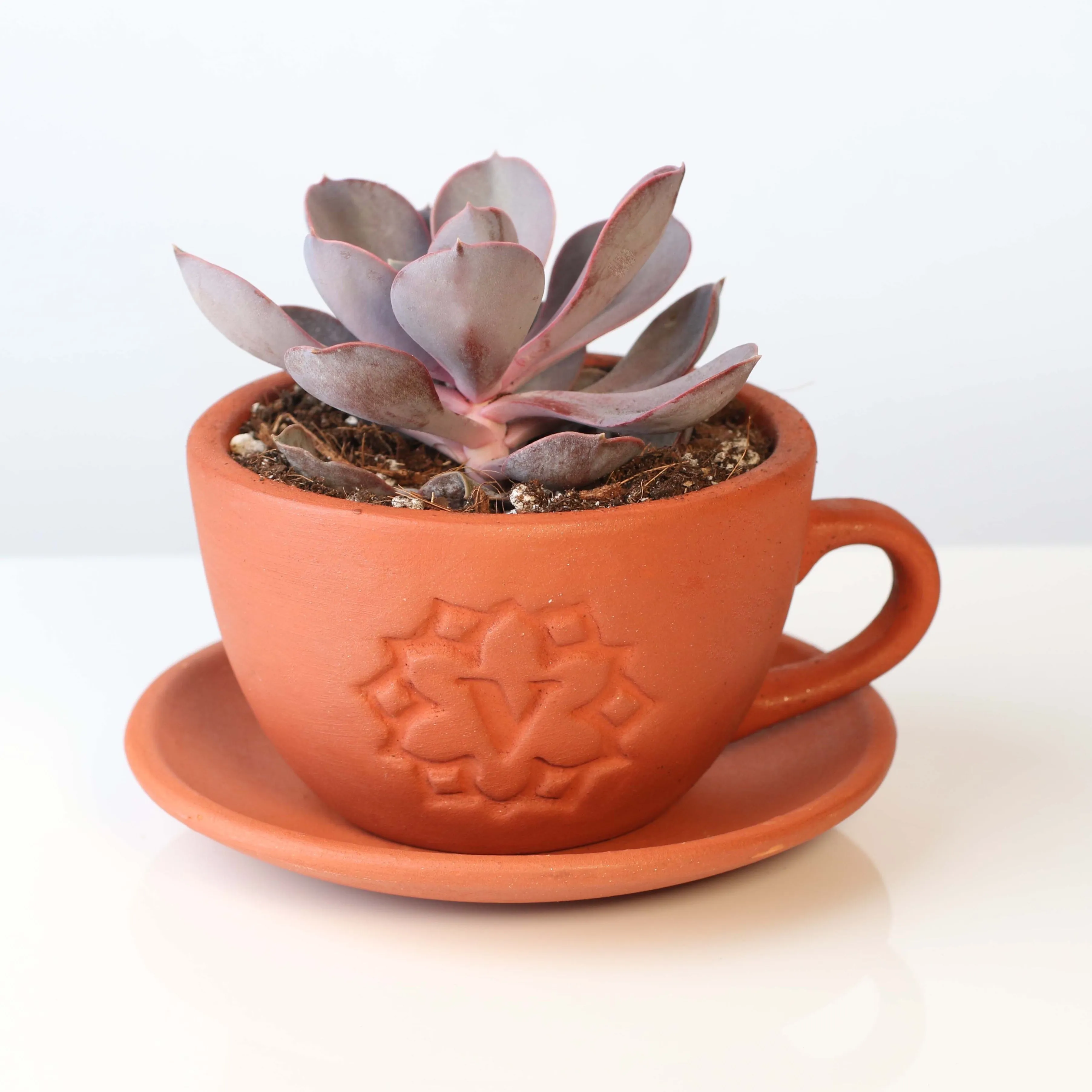 Echeveria Purple Pearl Succulent