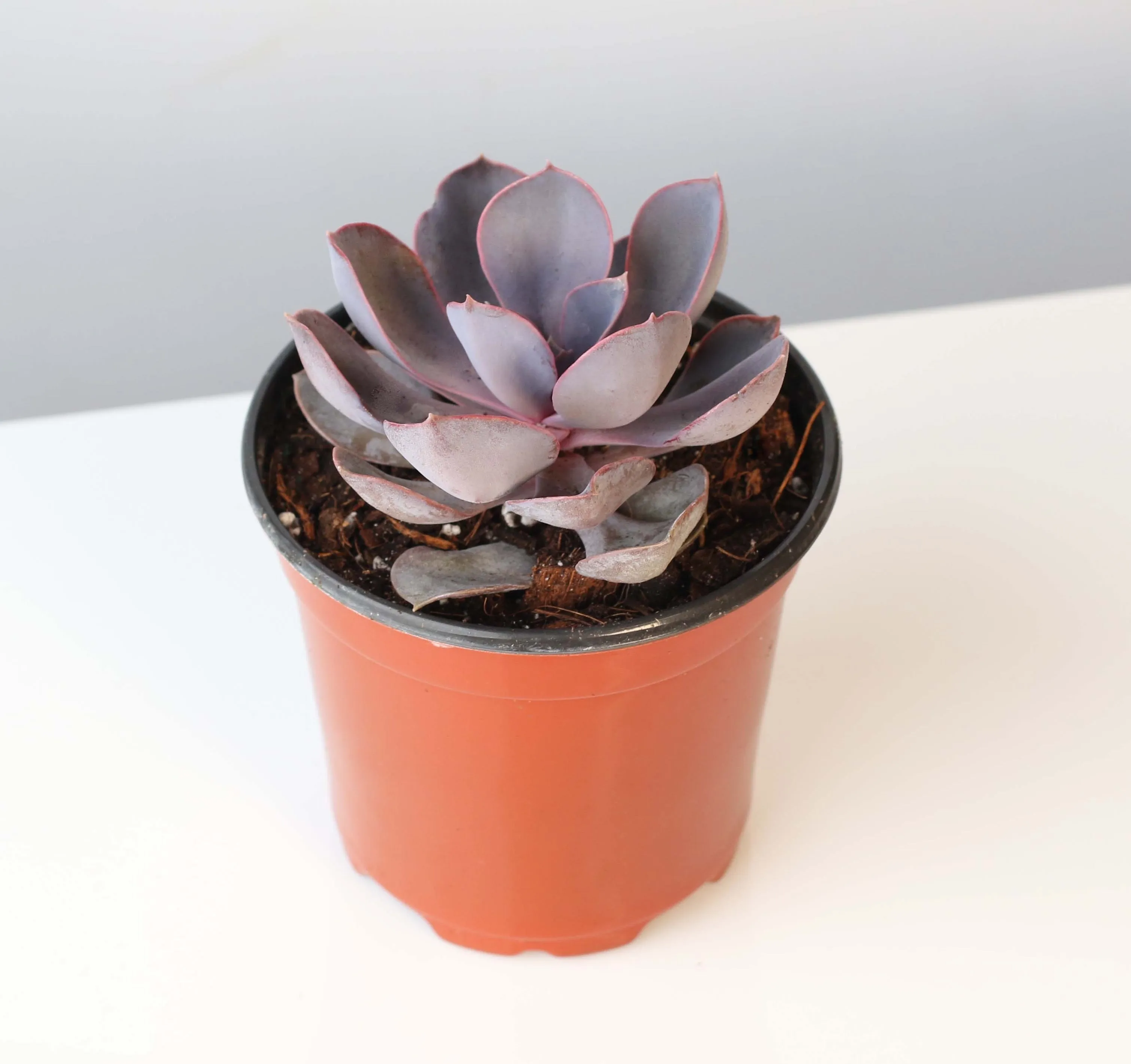 Echeveria Purple Pearl Succulent