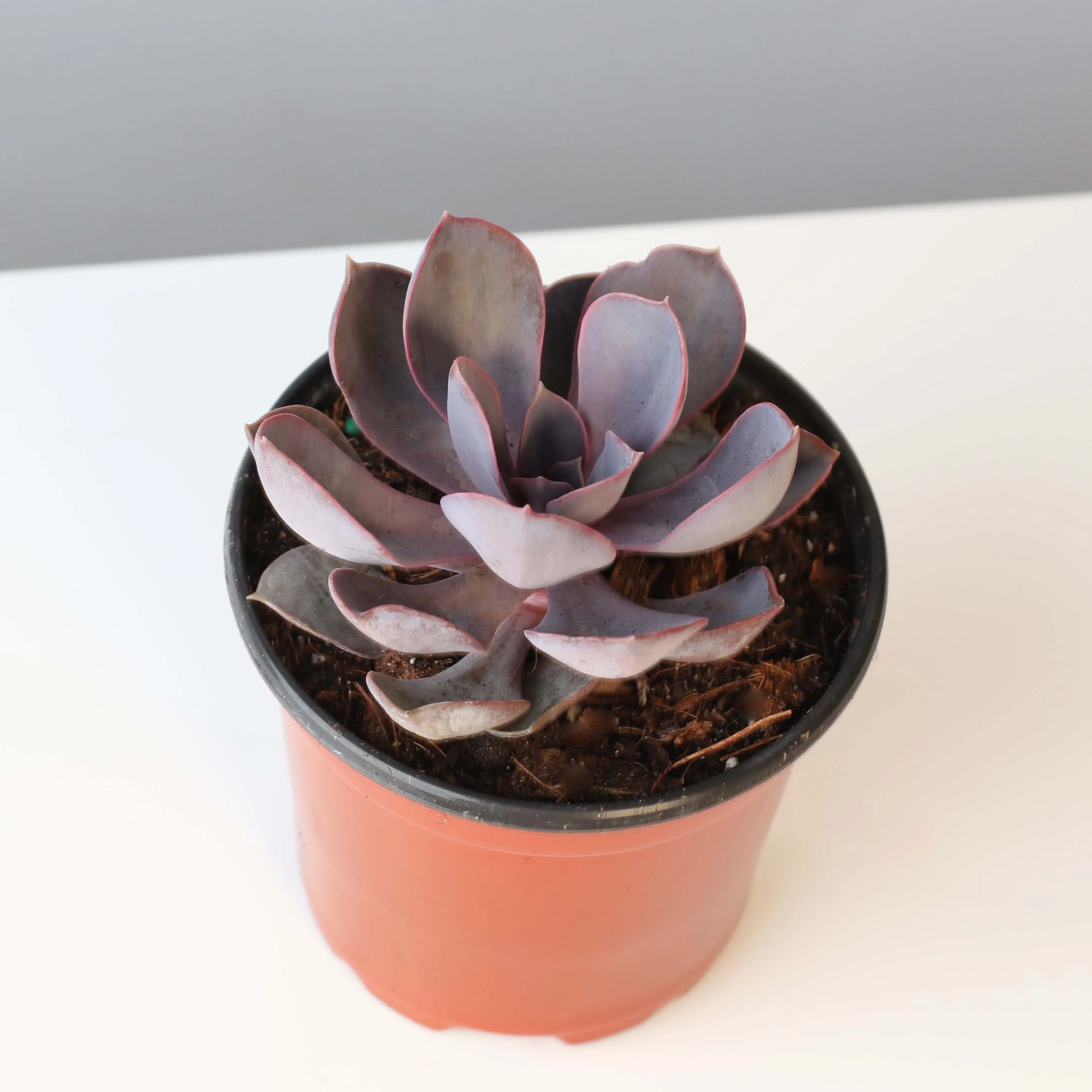 Echeveria Purple Pearl Succulent
