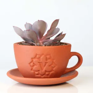 Echeveria Purple Pearl Succulent