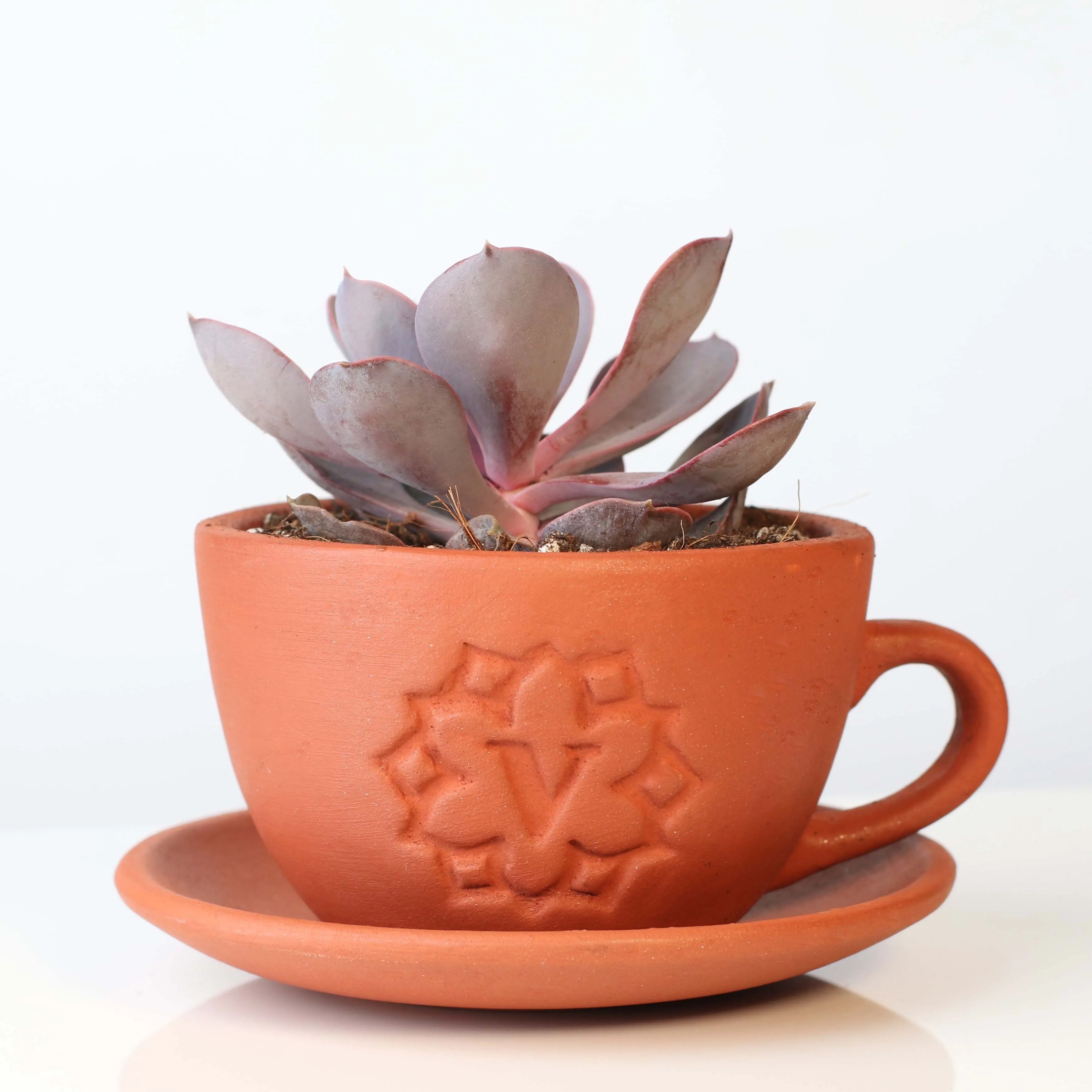 Echeveria Purple Pearl Succulent