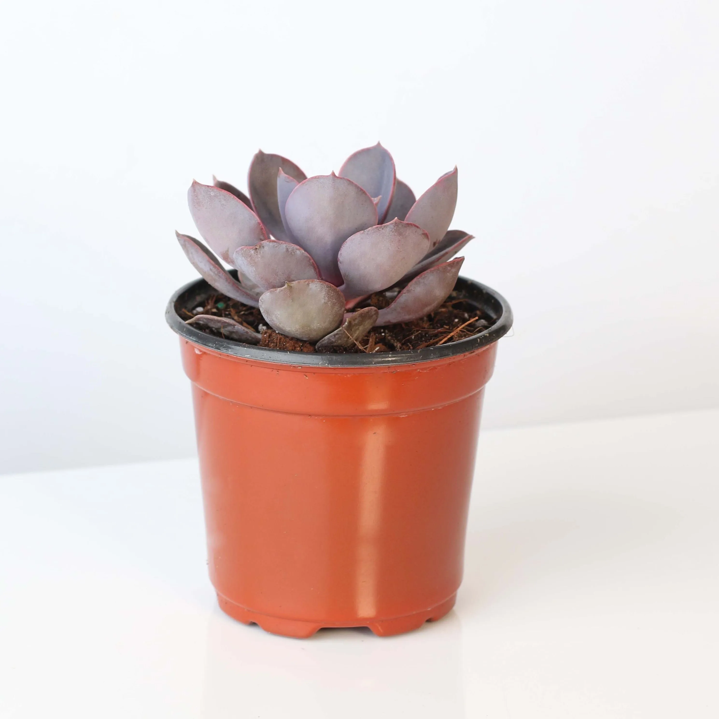 Echeveria Purple Pearl Succulent