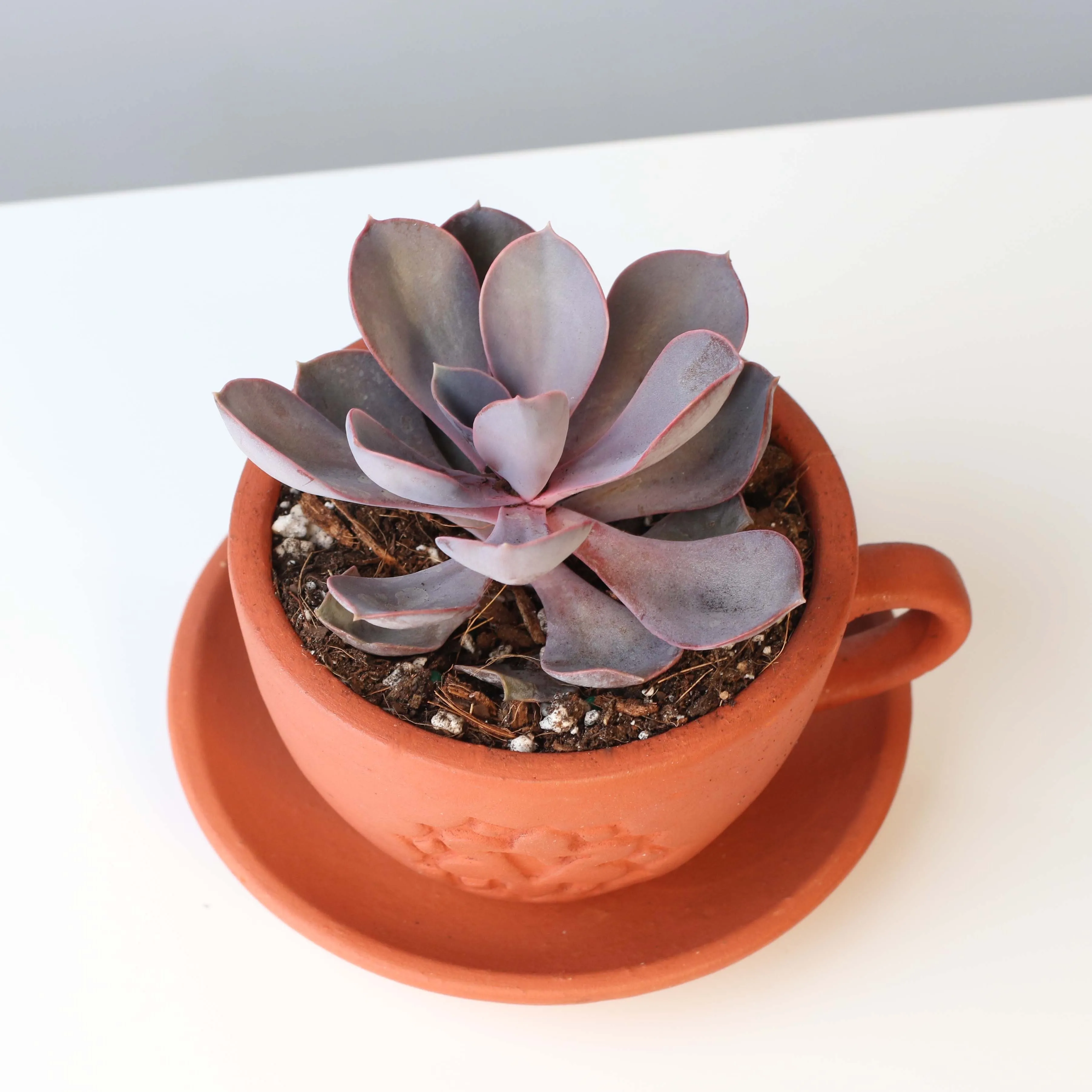 Echeveria Purple Pearl Succulent