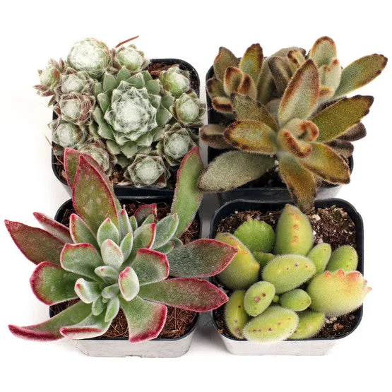 'Fuzzy' Succulent Pack